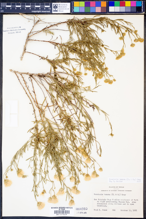Baccharis texana image