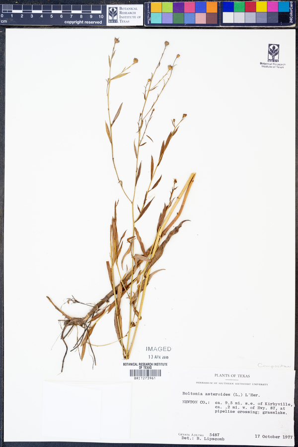 Boltonia asteroides image