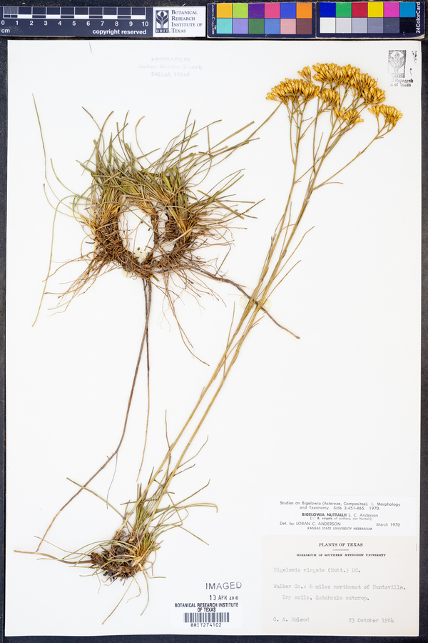 Bigelowia nuttallii image