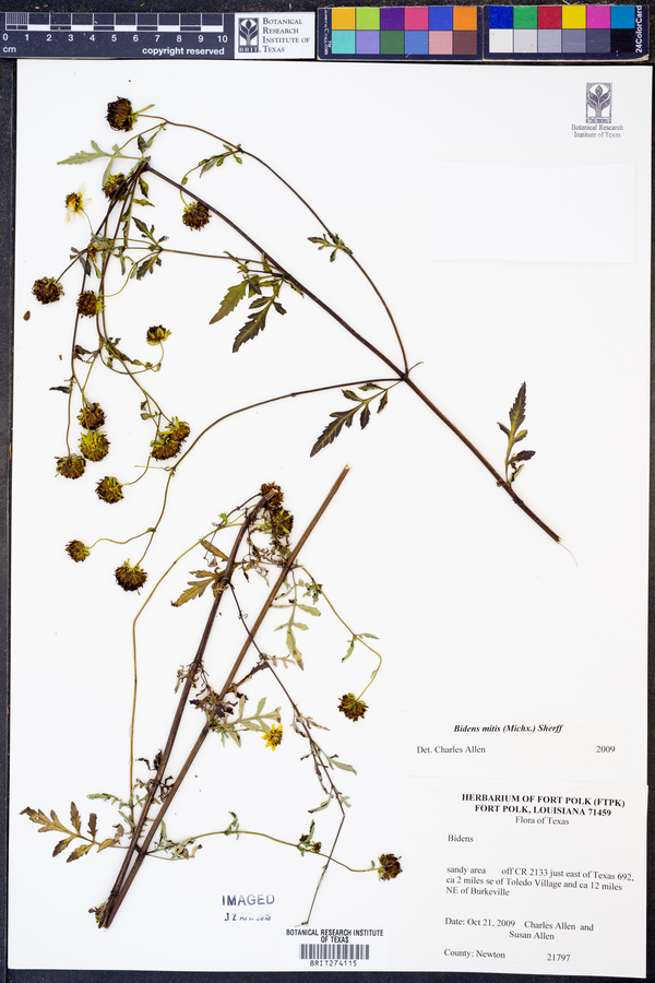 Bidens mitis image