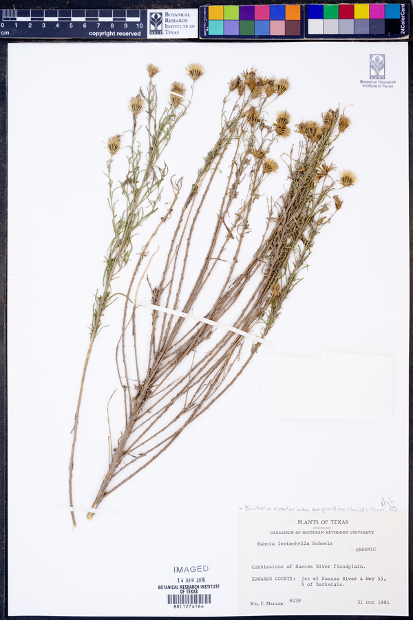Kuhnia leptophylla image