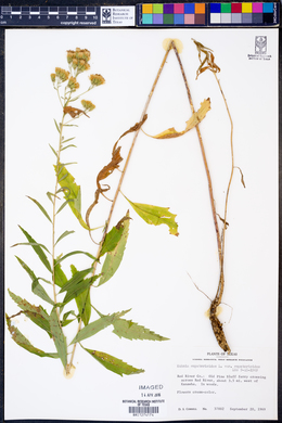 Kuhnia eupatorioides var. eupatorioides image