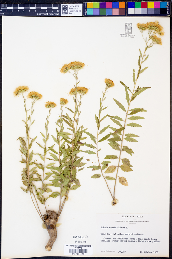 Kuhnia eupatorioides image