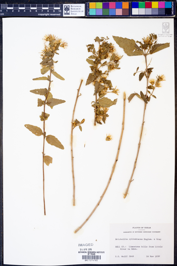 Brickellia cylindracea image