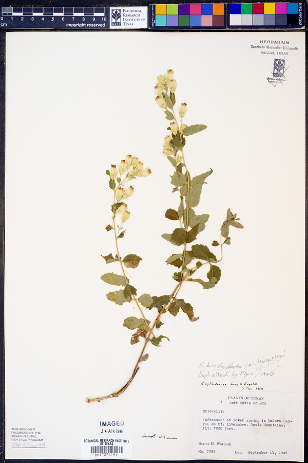 Brickellia brachyphylla var. hinckleyi image