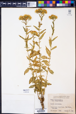 Kuhnia eupatorioides var. texana image