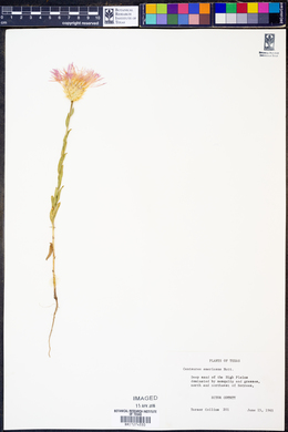 Centaurea americana image