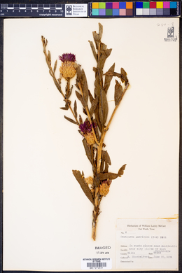 Centaurea americana image