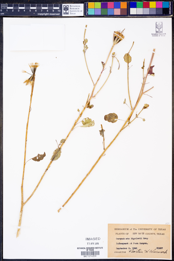 Carpochaete bigelovii image