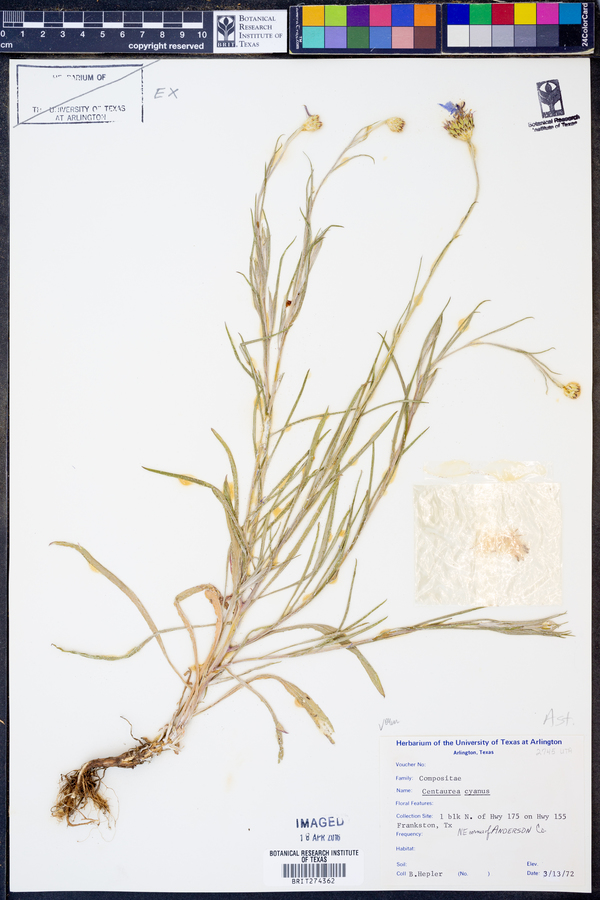 Centaurea cyanus image
