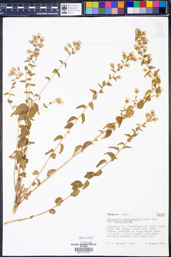 Brickellia brachyphylla var. brachyphylla image