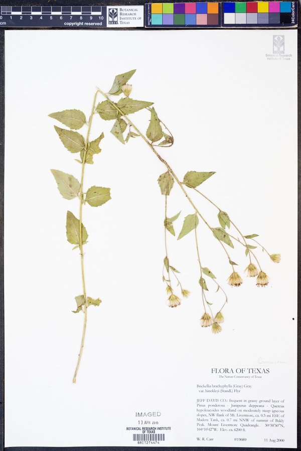 Brickellia brachyphylla var. hinckleyi image