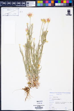 Centaurea cyanus image