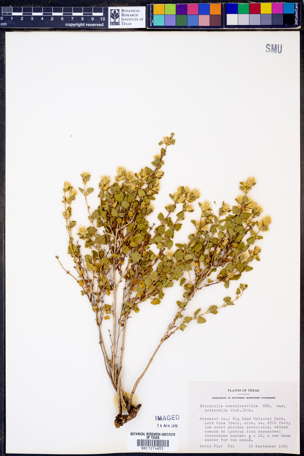 Brickellia veronicifolia var. petrophila image