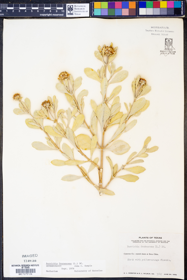 Borrichia frutescens image