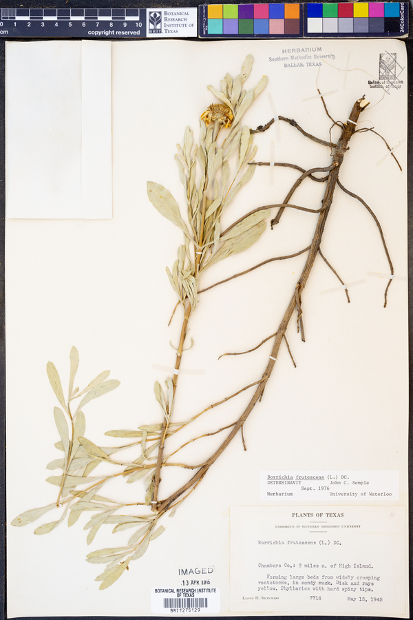 Borrichia frutescens image