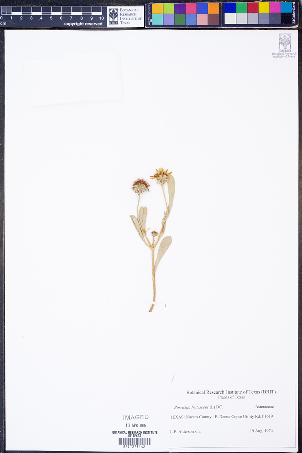 Borrichia image