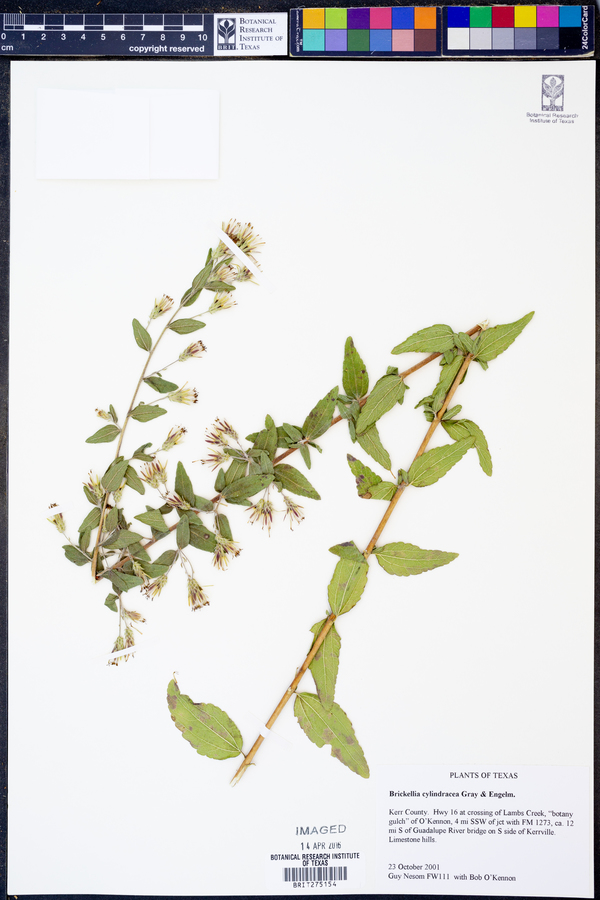 Brickellia cylindracea image