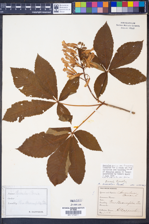 Aesculus pavia var. flavescens image