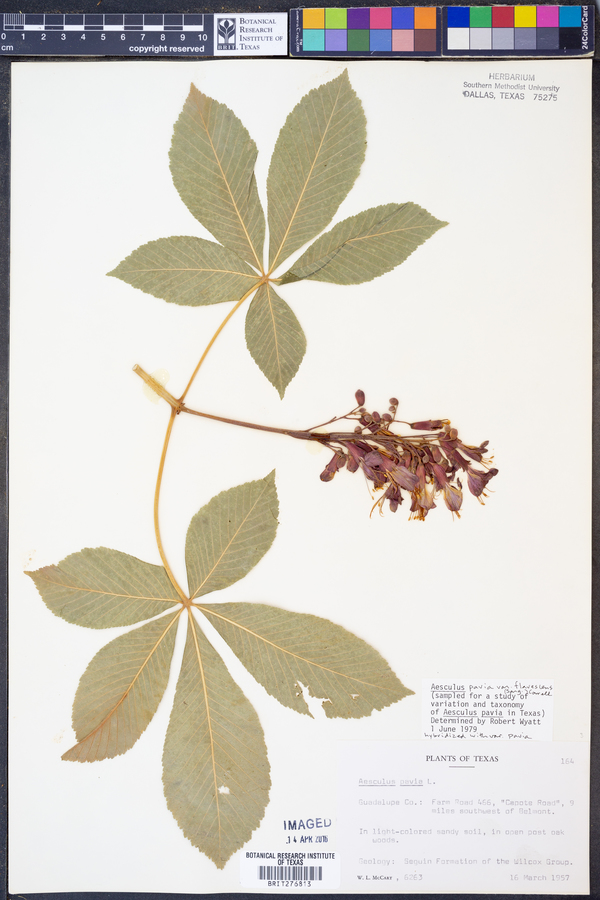 Aesculus pavia var. flavescens image