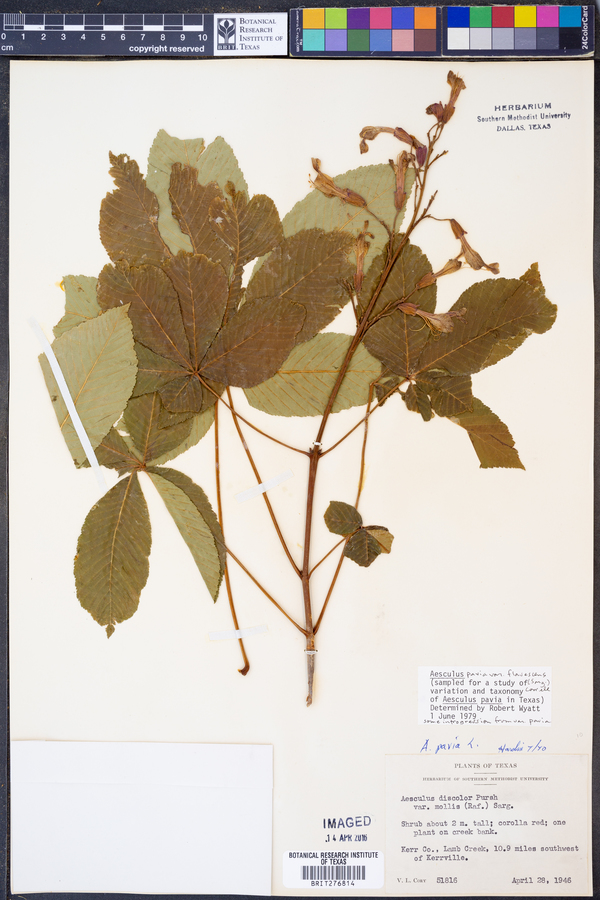 Aesculus pavia var. flavescens image