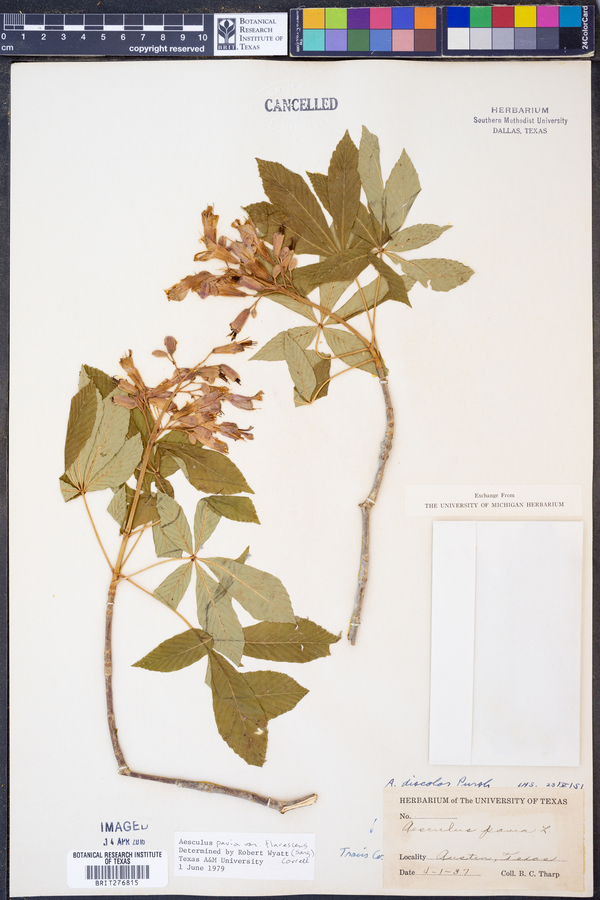 Aesculus pavia var. flavescens image