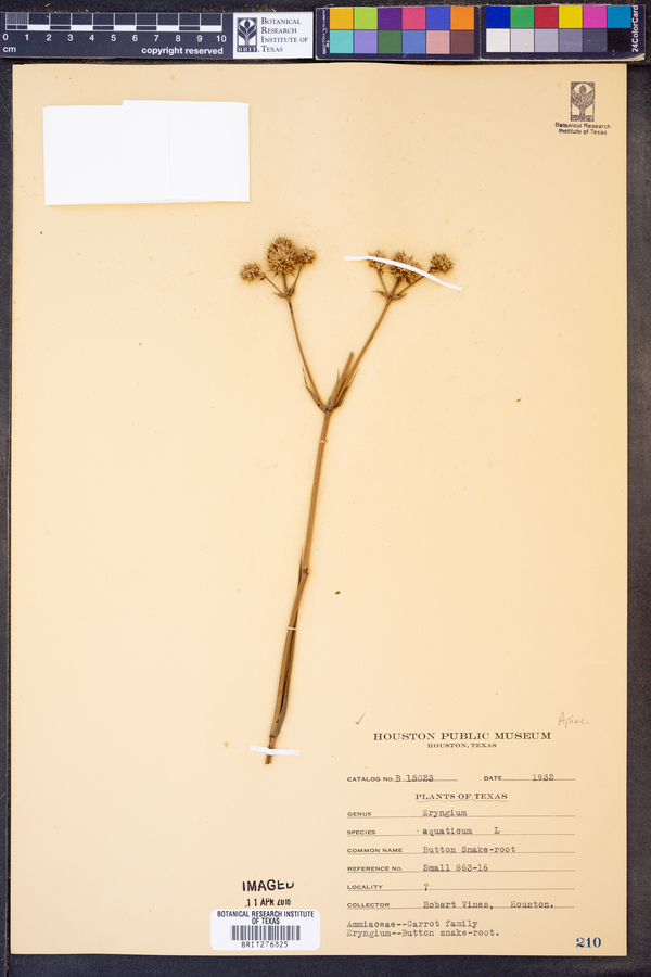 Eryngium aquaticum image