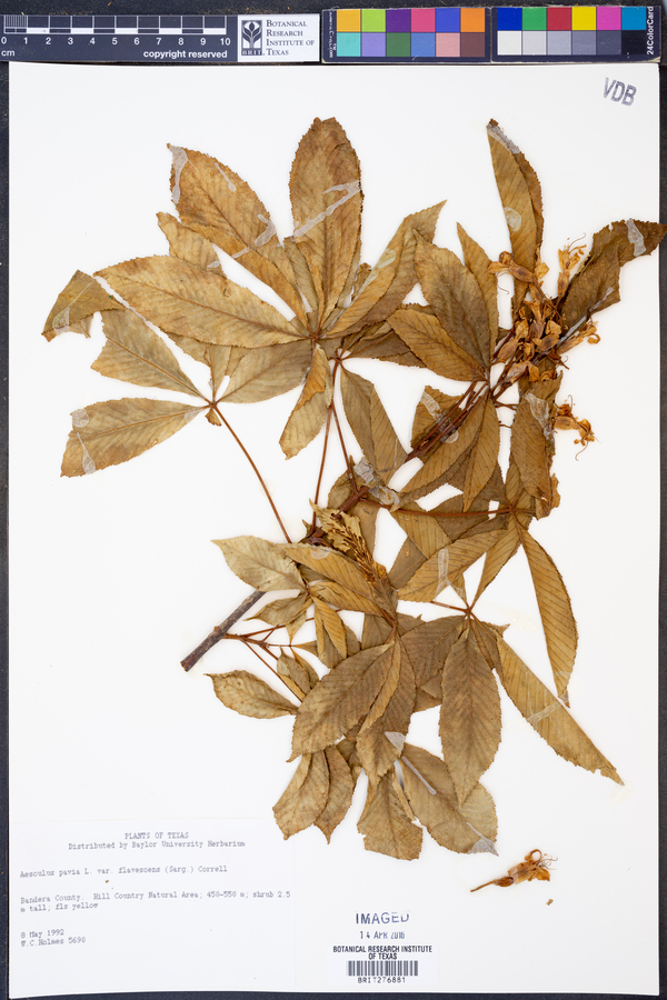Aesculus pavia image