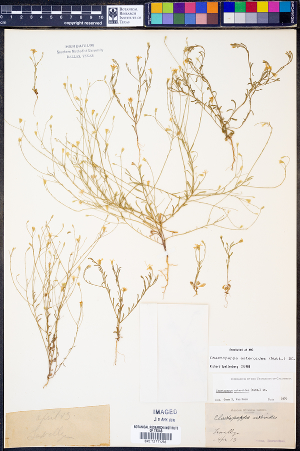 Chaetopappa asteroides image