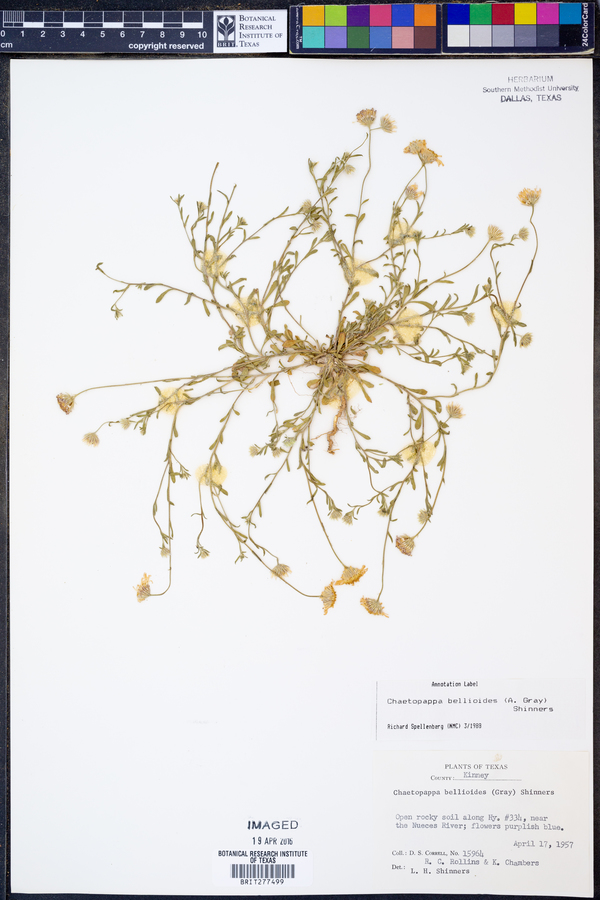 Chaetopappa bellioides image