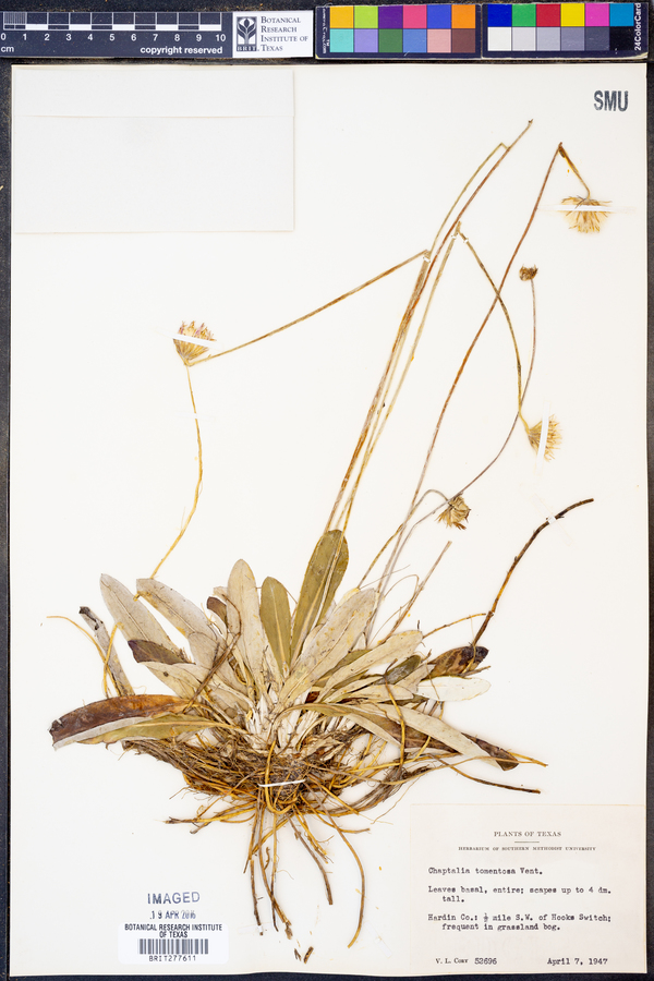 Chaptalia image