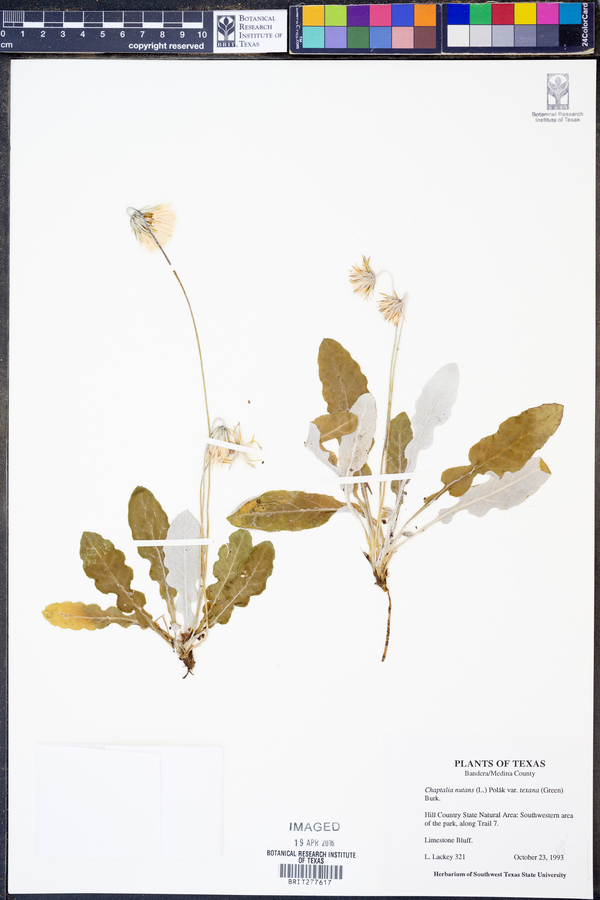 Chaptalia texana image