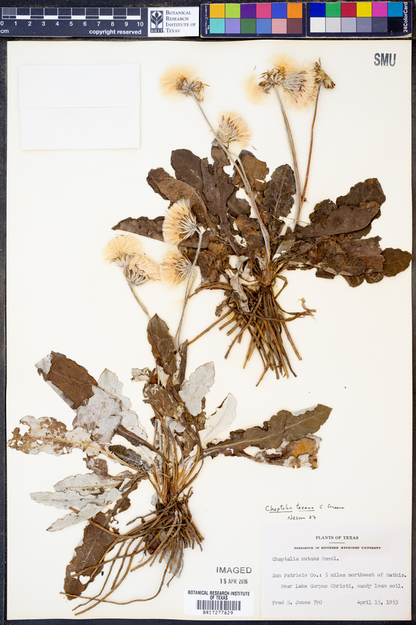 Chaptalia texana image