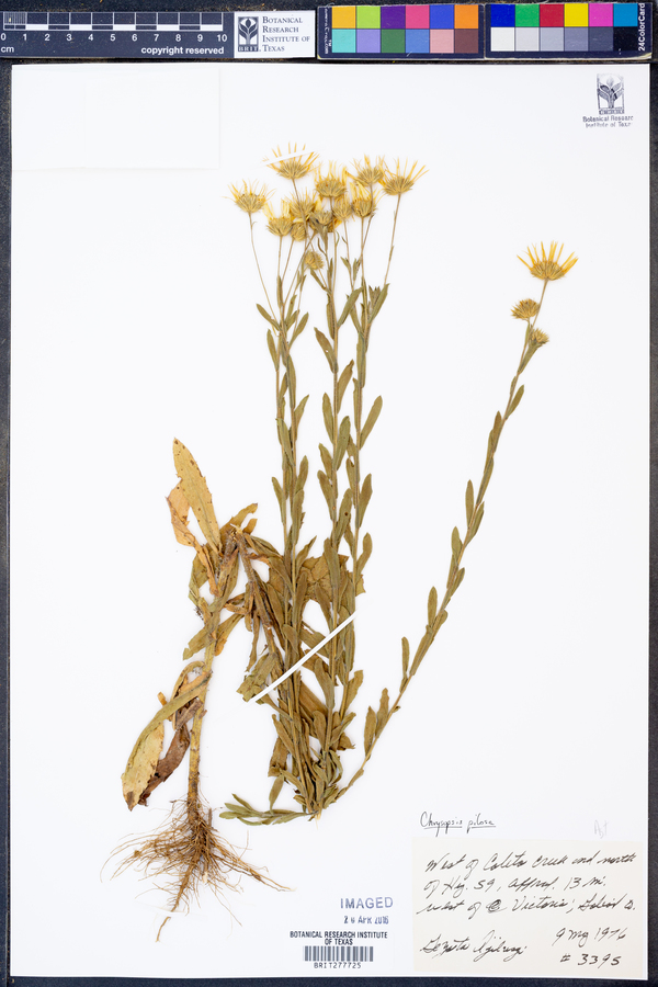 Bradburia pilosa image