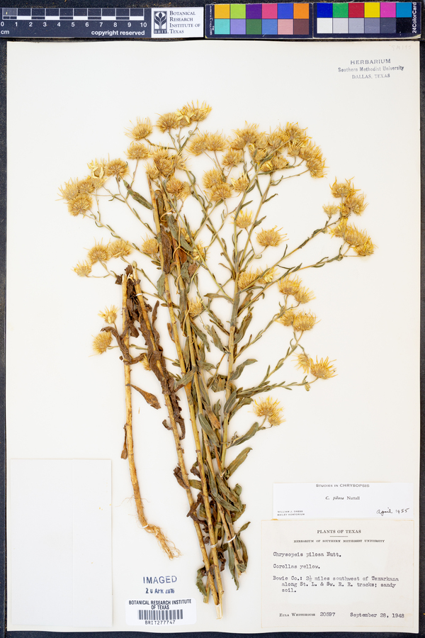Bradburia pilosa image