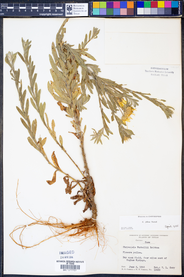 Bradburia pilosa image