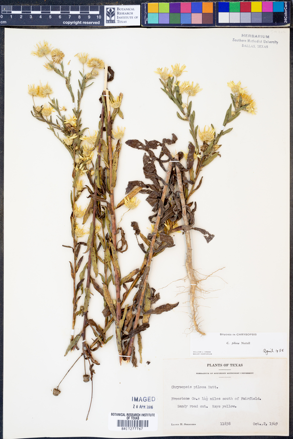 Bradburia pilosa image