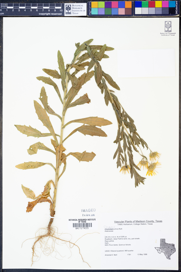 Bradburia pilosa image