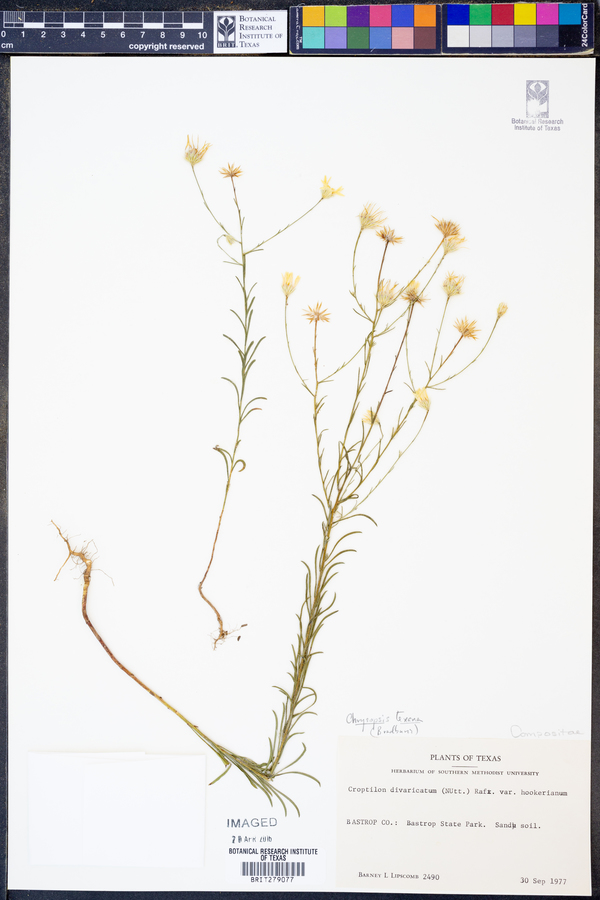 Bradburia hirtella image