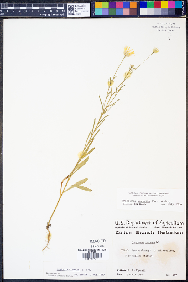 Bradburia hirtella image