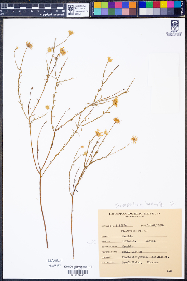 Bradburia hirtella image
