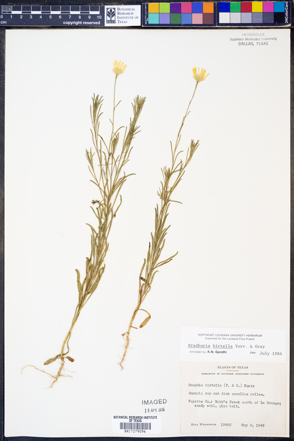 Bradburia hirtella image