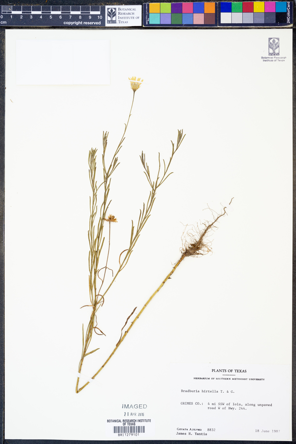 Bradburia hirtella image