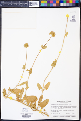 Eupatorium betonicifolium image