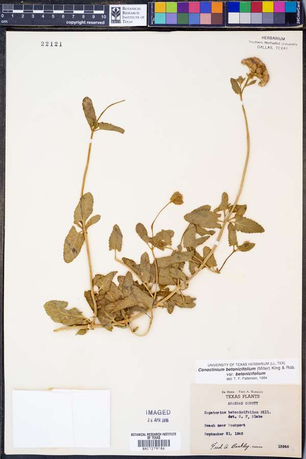 Conoclinium betonicifolium var. betonicifolium image