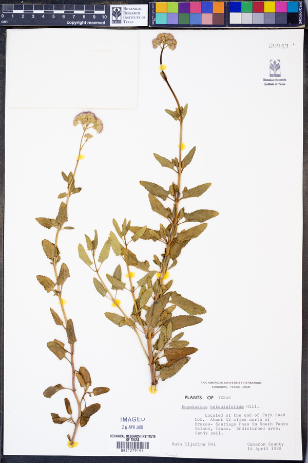 Eupatorium betonicifolium image