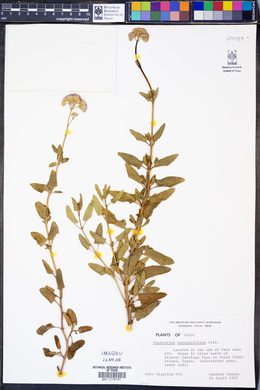 Image of Eupatorium betonicifolium