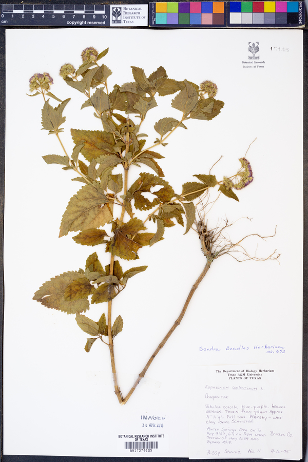 Conoclinium coelestinum image