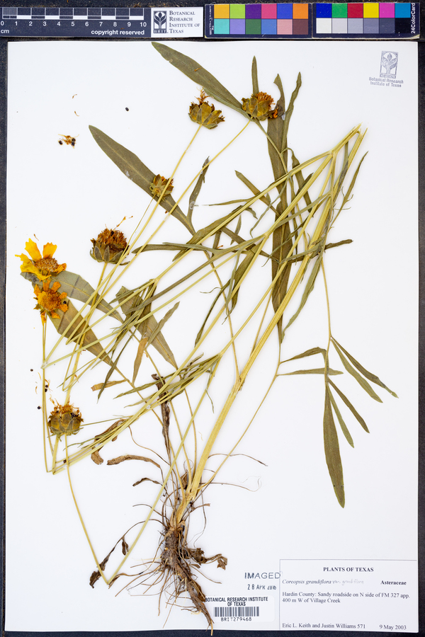 Coreopsis grandiflora var. grandiflora image