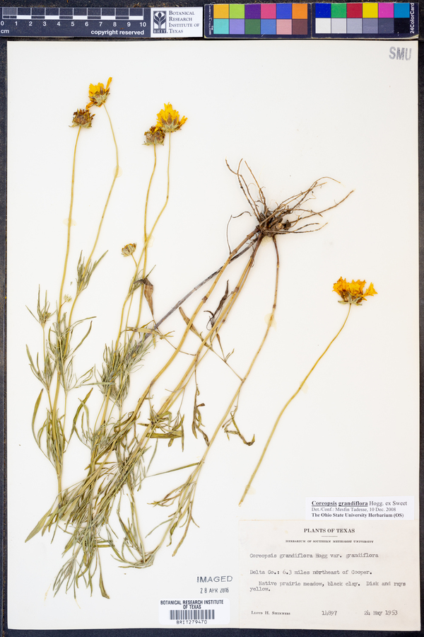 Coreopsis grandiflora image